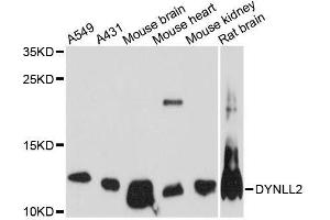 Western blot analysis of extracts of various cell lines, using DYNLL2 antibody.