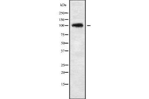 Western blot analysis of CHSY3 using NIH-3T3 whole cell lysates