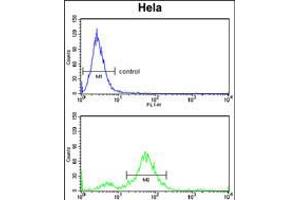 Flow cytometry analysis of Hela cells (bottom histogram) compared to a negative control cell (top histogram). (DAB2 anticorps  (C-Term))