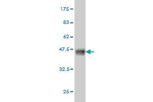 Western Blot detection against Immunogen (36.