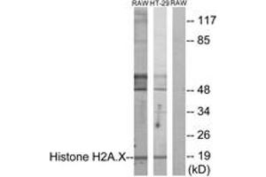 Western blot analysis of extracts from RAW246. (H2AFX anticorps  (AA 94-143))