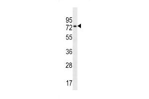 CCDC55 Antibody (N-term) (ABIN657003 and ABIN2846182) western blot analysis in 293 cell line lysates (35 μg/lane).