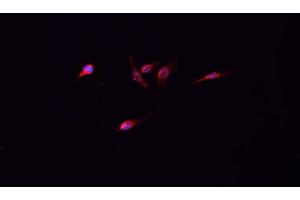 ABIN6267066 staining NIH/3T3 cells by IF/ICC.