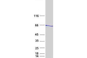 Validation with Western Blot