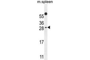 Western Blotting (WB) image for anti-Partner of Y14 and mago (WIBG) antibody (ABIN2995794) (PYM anticorps)