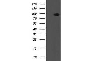 Western Blotting (WB) image for anti-Leucine Proline-Enriched Proteoglycan (Leprecan) 1 (LEPRE1) antibody (ABIN1499128) (LEPRE1 anticorps)