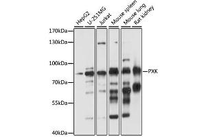 Western blot analysis of extracts of various cell lines, using PXK antibody (ABIN6290773) at 1:1000 dilution. (PXK anticorps)