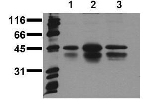 Western Blotting (WB) image for anti-cAMP Responsive Element Binding Protein 1 (CREB1) (pSer133) antibody (ABIN126754)