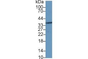 Detection of MFAP4 in Rat Prostate lysate using Polyclonal Antibody to Microfibrillar Associated Protein 4 (MFAP4)