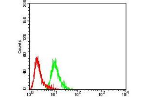 Flow cytometric analysis of SK-N-SH cells using GRM2 mouse mAb (green) and negative control (red).