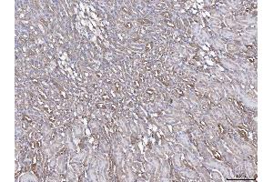 IHC analysis of ANXA4 using anti-ANXA4 antibody (ABIN5518805). (Annexin IV anticorps  (Middle Region))