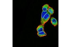 Immunofluorescence analysis of A549 cells using EMD mouse mAb (green). (Emerin anticorps  (AA 1-222))