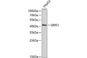 Western blot analysis of extracts of HepG2 cells, using LIMS1 antibody (ABIN6132049, ABIN6143233, ABIN6143235 and ABIN6222007) at 1:1000 dilution. (LIMS1 anticorps  (AA 1-325))