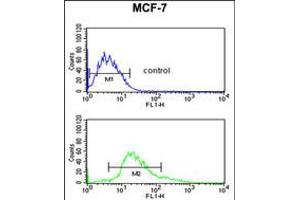 Flow cytometric analysis of MCF-7 cells (bottom histogram) compared to a negative control cell (top histogram). (Cytokeratin 1 anticorps  (AA 415-443))