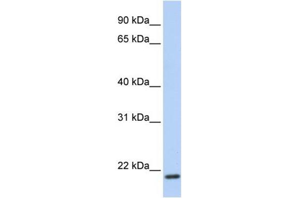 TMEM35 anticorps  (C-Term)