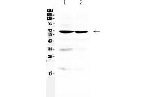 Western blot analysis of BMAL1/ARNTL using anti- BMAL1/ARNTL antibody . (ARNTL anticorps  (AA 58-156))
