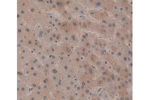 Figure. (PDGFRL anticorps  (AA 22-375))