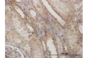 Immunoperoxidase of monoclonal antibody to EFHD1 on formalin-fixed paraffin-embedded human kidney.