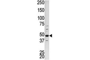 Western blot analysis of PCTAIRE1 antibody and HepG2 lysate (CDK16 anticorps  (AA 357-386))