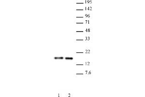 Histone H3 antibody (mAb) (Clone 1C8B2) tested by Western blot.