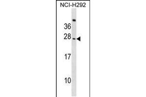 Western blot analysis in NCI-H292 cell line lysates (35ug/lane). (CD300c anticorps  (C-Term))