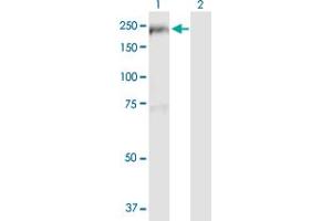 Western Blot analysis of TBC1D1 expression in transfected 293T cell line by TBC1D1 MaxPab polyclonal antibody.