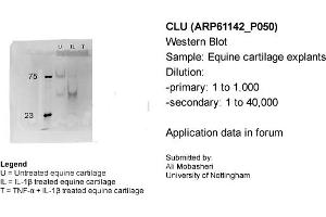 Western Blotting (WB) image for anti-Clusterin (CLU) (C-Term) antibody (ABIN2788692) (Clusterin anticorps  (C-Term))