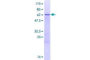 Image no. 1 for TruB Pseudouridine (Psi) Synthase Homolog 1 (TRUB1) (AA 1-349) protein (GST tag) (ABIN1323840)