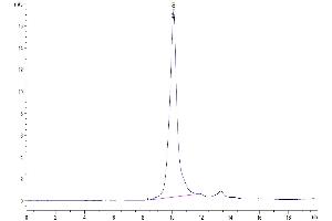The purity of Human HPN is greater than 95 % as determined by SEC-HPLC. (Hepsin Protein (HPN) (AA 45-417) (His tag))