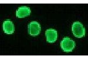 Immunofluorescence (IF) image for anti-Histone H2A antibody (ABIN1107544) (Histone H2A anticorps)