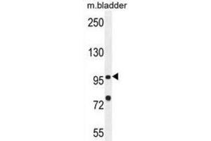 Western Blotting (WB) image for anti-Nucleotide-Binding Oligomerization Domain Containing 1 (NOD1) antibody (ABIN2996386)