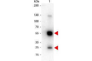 Western Blot of Peroxidase conjugated Goat anti-Rat IgG antibody. (Chèvre anti-Rat IgG (Heavy & Light Chain) Anticorps (HRP))