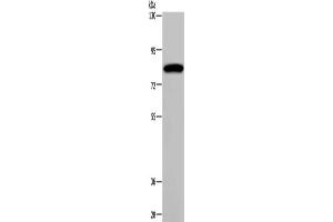 Gel: 6 % SDS-PAGE, Lysate: 40 μg, Lane: K562 cells, Primary antibody: ABIN7191804(PCDHAC1 Antibody) at dilution 1/200, Secondary antibody: Goat anti rabbit IgG at 1/8000 dilution, Exposure time: 1 minute (PCDHAC1 anticorps)