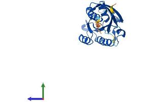 AlphaFold protein structure predicition of Mouse Recombinant Nkiras2 Protein, UniprotID Q9CR56