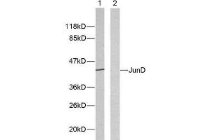 Western Blotting (WB) image for anti-Jun D Proto-Oncogene (JUND) (Ser255) antibody (ABIN1848124) (JunD anticorps  (Ser255))