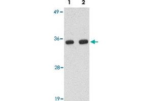 Western blot analysis of POLR3F in human brain tissue lysate with POLR3F polyclonal antibody  at (Lane 1) 0. (POLR3F anticorps  (N-Term))