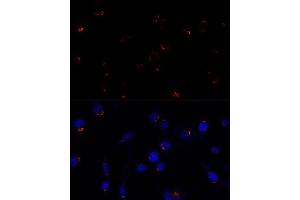Immunofluorescence analysis of L929 cells using GOLG antibody (ABIN7267496) at dilution of 1:100.
