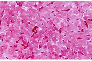 Image no. 2 for anti-Sphingosine-1-Phosphate Receptor 3 (S1PR3) (AA 201-250) antibody (ABIN1492488)