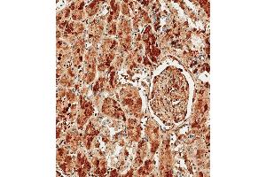 Immunohistochemical analysis of paraffin-embedded Human kidney tissue using (ABIN390450 and ABIN2840824) performed on the Leica® BOND RXm. (Albumin anticorps  (C-Term))