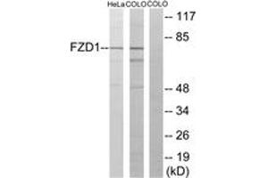 Western blot analysis of extracts from HeLa/COLO205 cells, using FZD1 Antibody. (FZD1 anticorps  (AA 15-64))