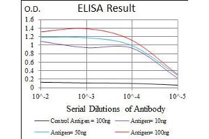 Image no. 4 for anti-Hexosaminidase A (HEXA) antibody (ABIN1498642) (Hexosaminidase A anticorps)