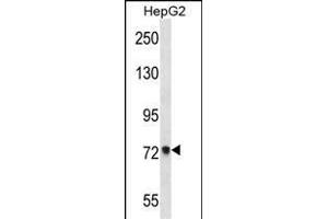 ACSS2 Antibody (Center) (ABIN657155 and ABIN2846289) western blot analysis in HepG2 cell line lysates (35 μg/lane). (ACSS2 anticorps  (AA 261-290))