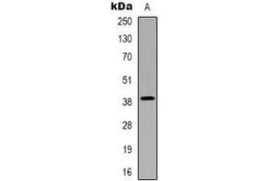Western blot analysis of CHST13 expression in HepG2 (A) whole cell lysates. (CHST13 anticorps)