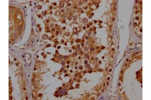 IHC image of ABIN7165482 diluted at 1:200 and staining in paraffin-embedded human testis tissue performed on a Leica BondTM system. (FAM24B anticorps  (AA 22-94))