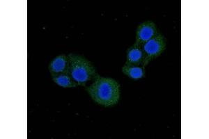 Immunofluorescent analysis of PC-3 cells using ABIN7146420 at dilution of 1:100 and Alexa Fluor 488-congugated AffiniPure Goat Anti-Rabbit IgG(H+L) (PDE1C anticorps  (AA 542-634))