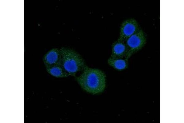 PDE1C Antikörper  (AA 542-634)