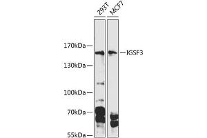Western blot analysis of extracts of various cell lines, using IGSF3 Antibody (ABIN6128111, ABIN6142271, ABIN6142273 and ABIN6216079) at 1:1000 dilution. (IGSF3 anticorps  (AA 350-562))
