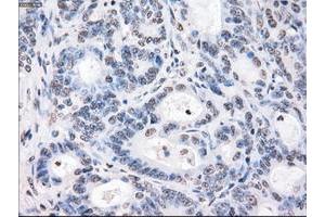 Image no. 3 for anti-P450 (Cytochrome) Oxidoreductase (POR) antibody (ABIN1497743) (POR anticorps)