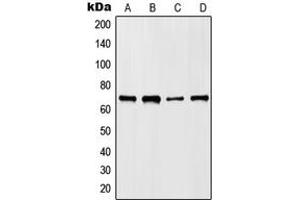 Western blot analysis of HKR1 expression in HepG2 (A), NIH3T3 (B), mouse liver (C), rat liver (D) whole cell lysates. (HKR1 anticorps  (Center))