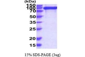 SDS-PAGE (SDS) image for Integrin beta 1 (ITGB1) (AA 1-728) protein (His tag) (ABIN7281219)